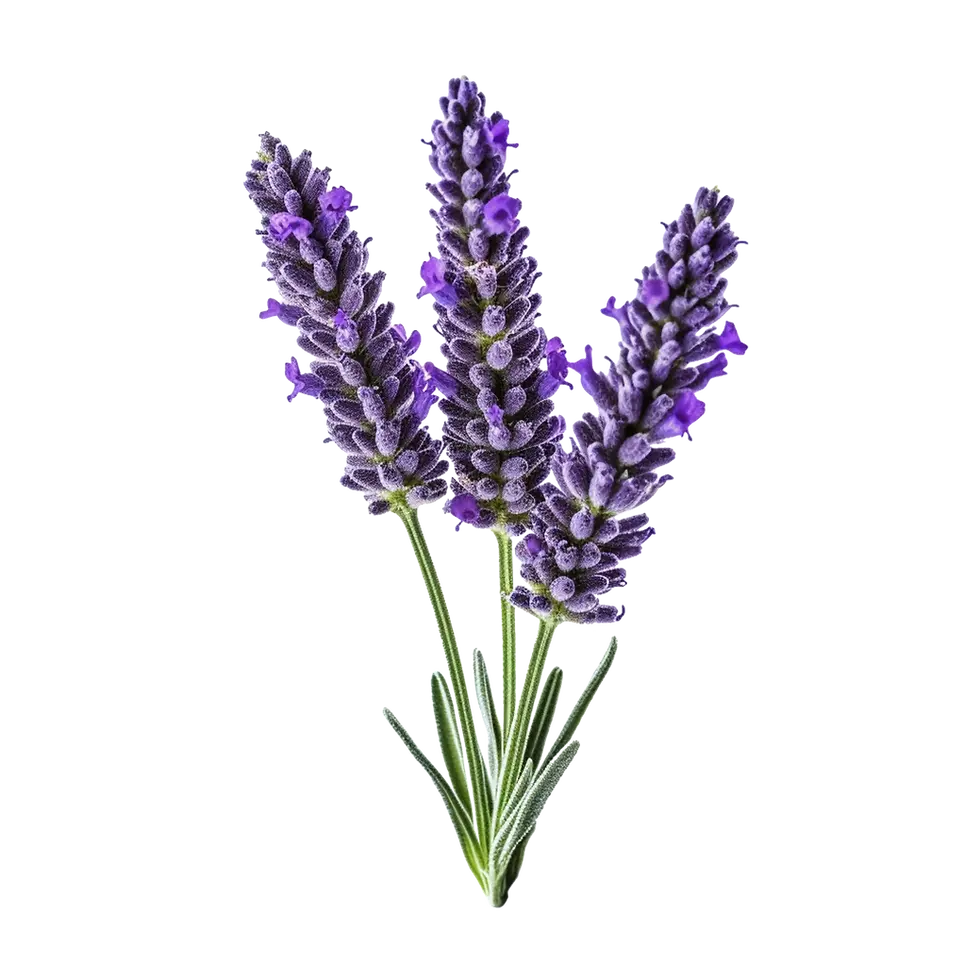 Thumbnail: Lucid Lavender Incense Sticks