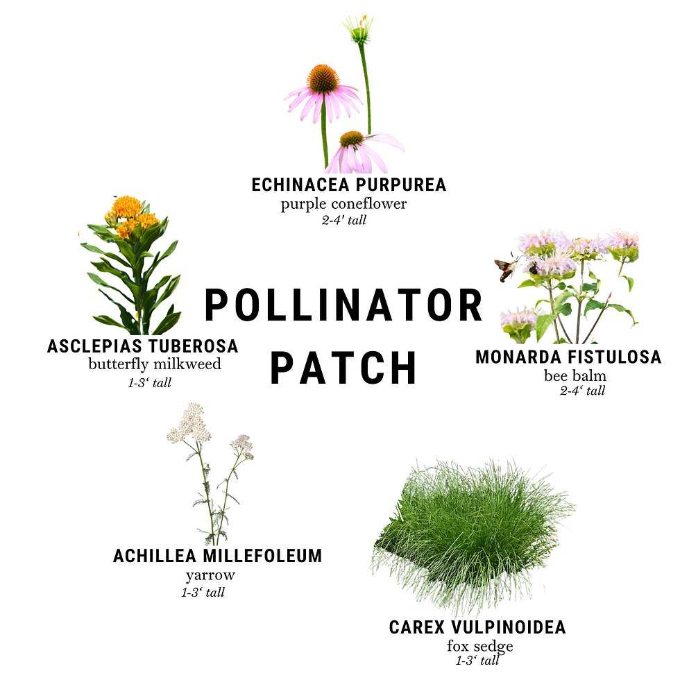 Pollinator Patch Plant Palette Plants.png