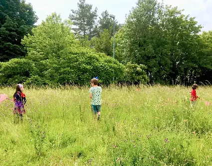 Chasse aux insectes dans une prairie