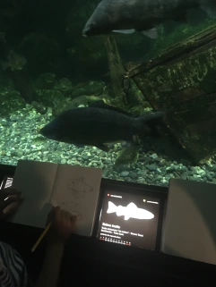 photos-poissons.webp