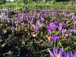 Epreuves initiatiques, Implants - Mars 2020