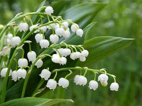 La peur paralyse, Solitude, Paradoxes machiavéliques - Mai 2020