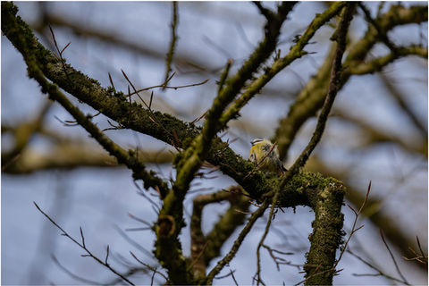 Mignon petit oiseau bleu perché sur une branche, photographe animalier, mésange bleue