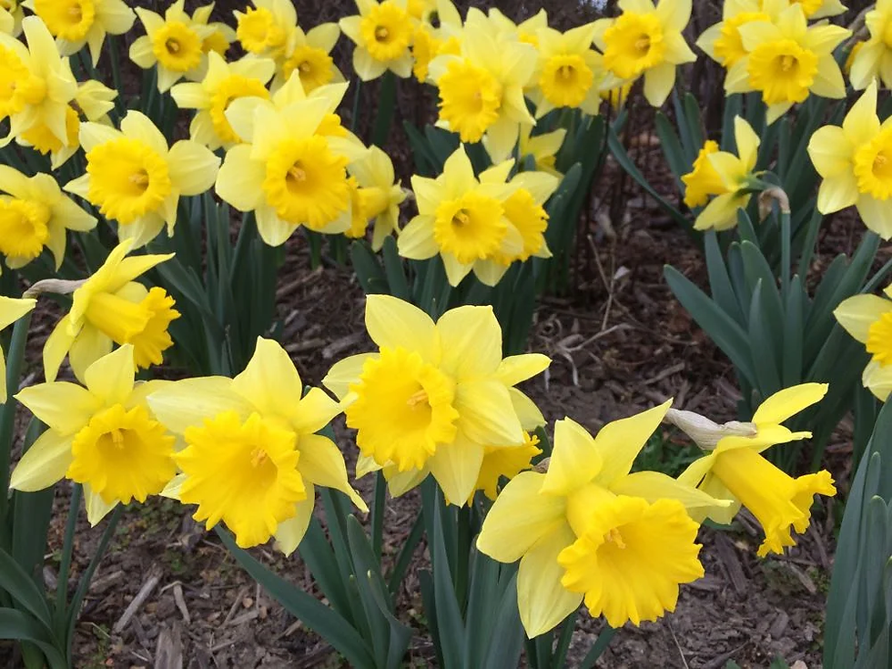 Daffodils