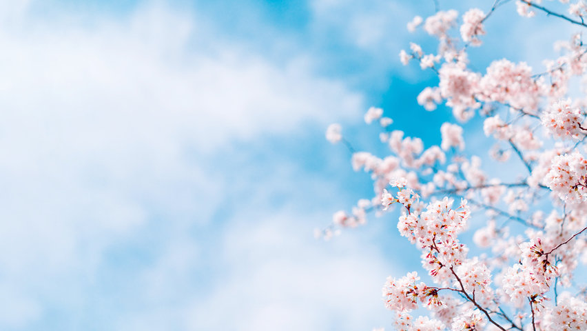 桜