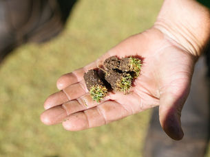 Aeration should be an integral part of your annual lawn care program