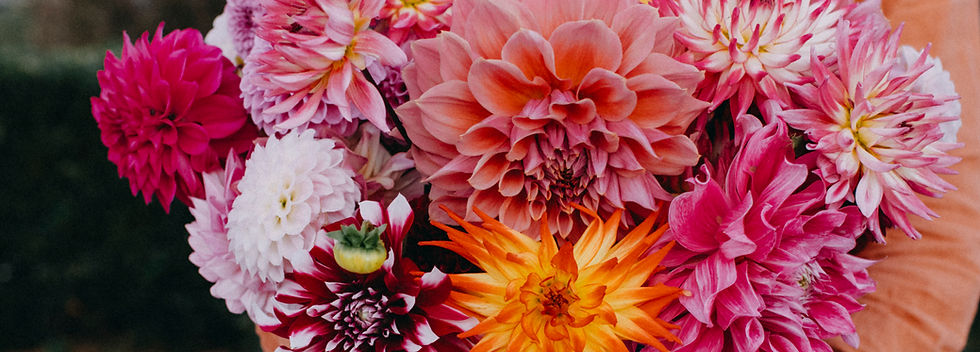 Tasmanian dahlia blooms