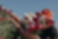 Little_Forest_Gardens-7347.jpeg