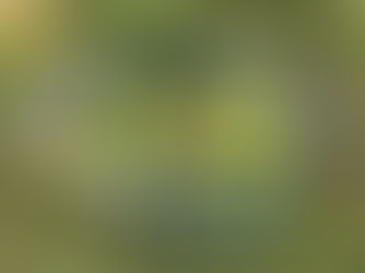 Majsplockning stängd onsdag 10/9!