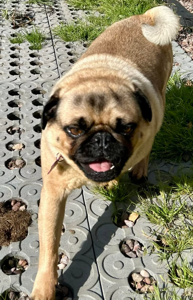 Pugsley