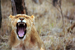 africa-anger-animal-55814.jpg