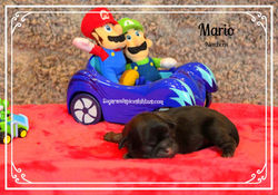 Mario B_edited