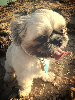 sugarandspiceshihtzus utah puppies