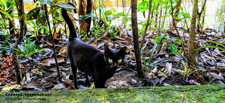 the black cat.jpeg