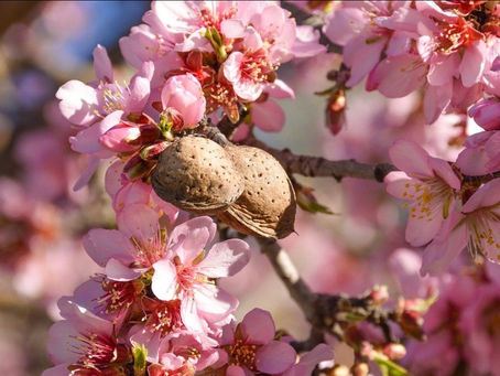 🌸 Mandeltreet på Nord-Kypros – vårens stille budbringer 🌸