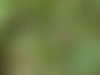 Silkeorm festivalen i Bellapais nord Kypros