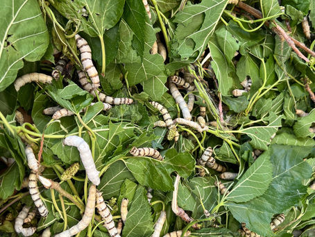 Silkeorm festivalen i Bellapais nord Kypros