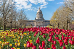 Capitol-Tulips-Apr-2016-768x512.jpeg
