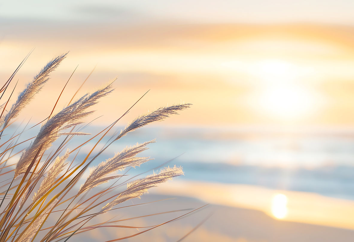 wheat grass on beach
