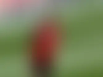 OTD: SEBASTIAN LARSSON BORN