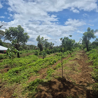 Reforestación en Occidente tierra.jpg