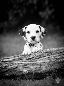 Bébé Dalmatien