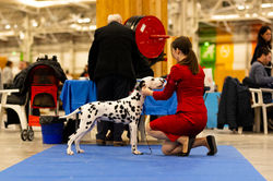 Victorious King - Paris Dog Show