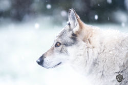 Nemesis - Janvier 2026