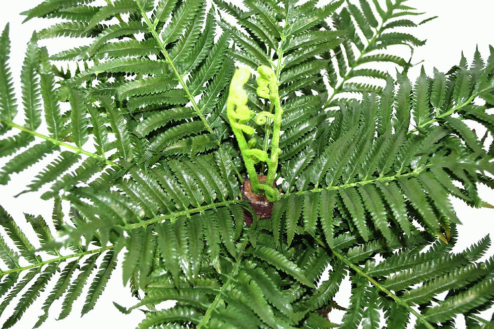 Thumbnail: Artificial Medium 55cm Common Fern Tree