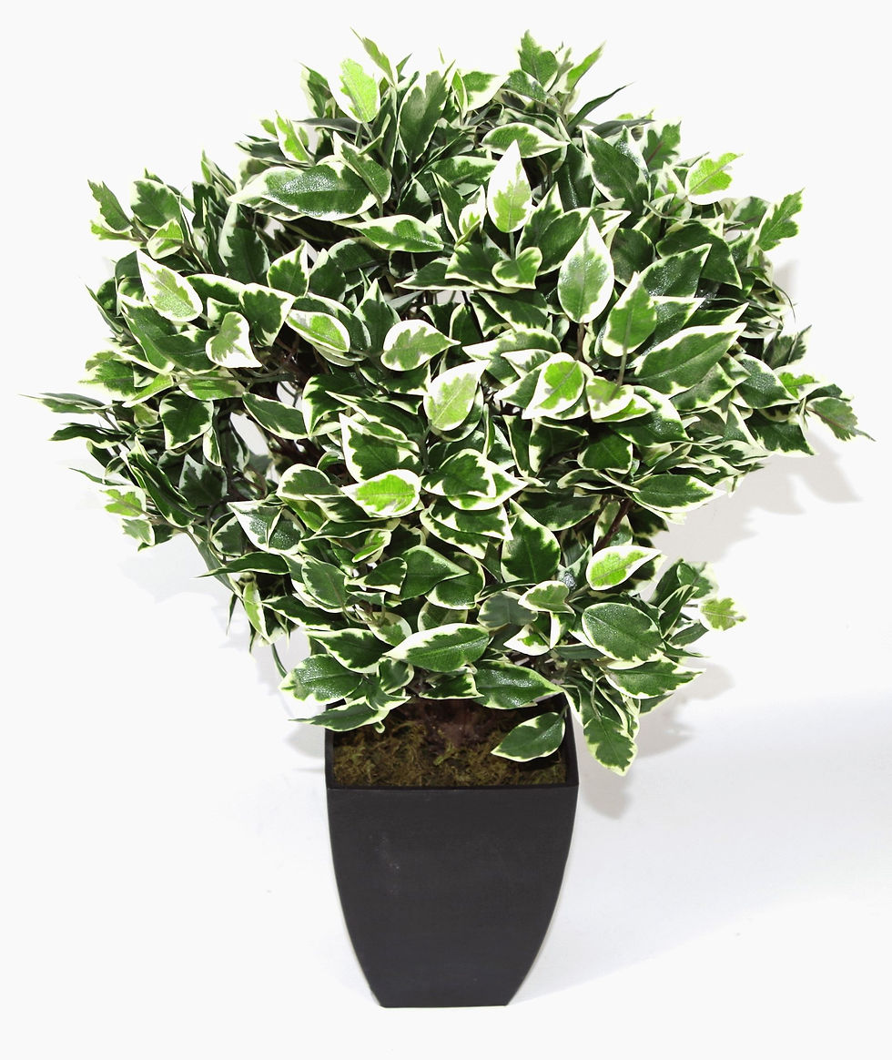 Thumbnail: Artificial Medium 65cm Variegated Ficus Ball & Pot