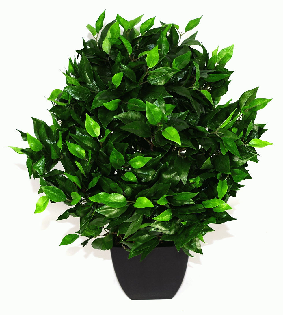 Thumbnail: Artificial Medium 65cm Ficus Ball with Black & Pot
