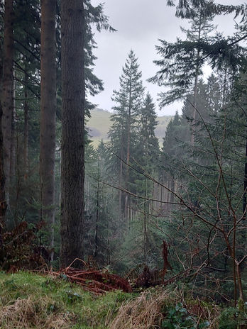 Misty trees