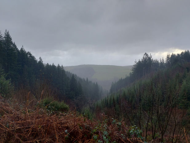 Misty trees