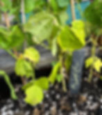 Arabic garden signage