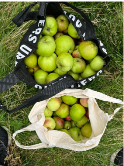 Autumn Updates by Ailee Burns (Community Activator - Glasgow Community Food Network)