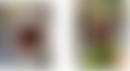 Summer Updates from Ailee (Community Activator at Glasgow Community Food Network)