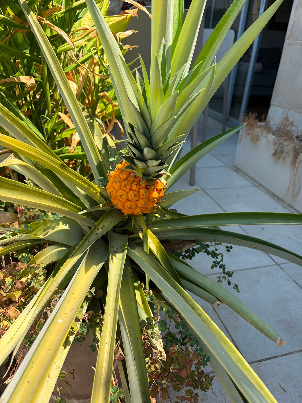 אננס מוכן לאכילה