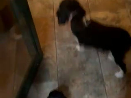 Butterball prepares for flight to Mexico