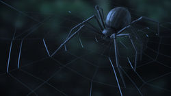 Spider at Night