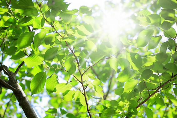 ハウスクリーニング 家事代行 ダスキン和泉仙