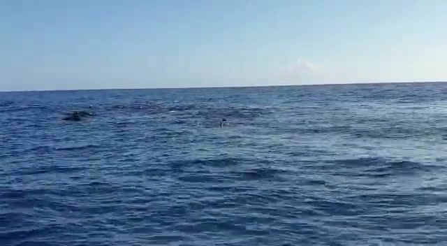 Thumbnail: Zanzibar Private Dolphin Tour & Prison Island Tour