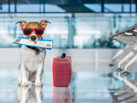 Dicas de Como Viajar com o Seu Pet e Tornar a Experiência Inesquecível