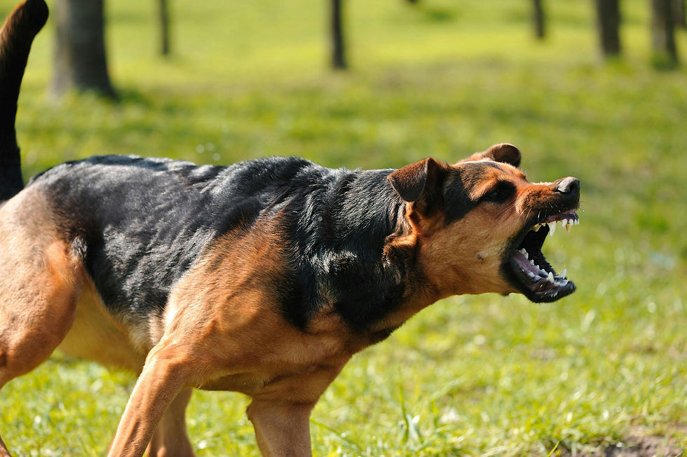 Dog Aggression Signs