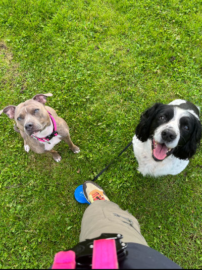 Reactive Dog Training