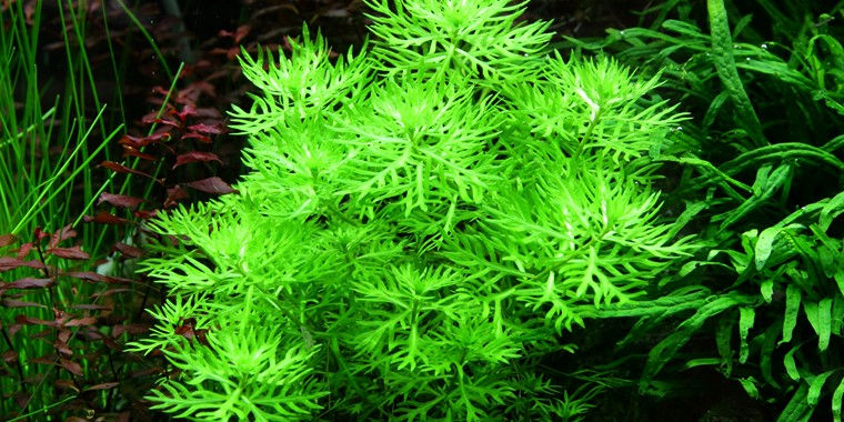 Hottonia Palustris