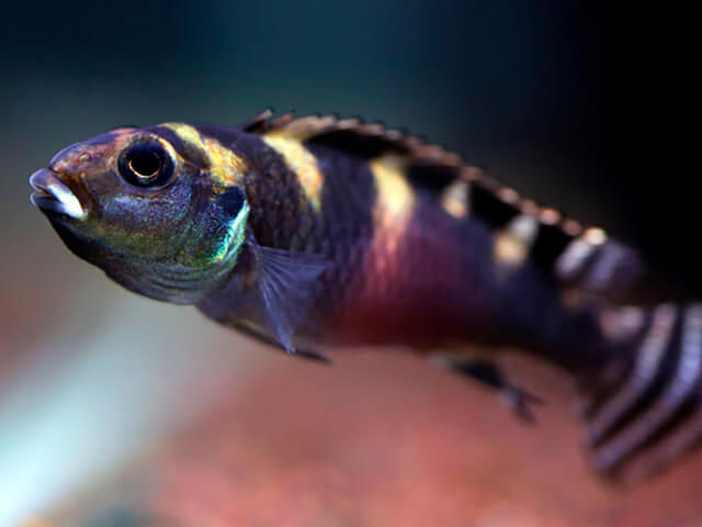 Nanochromis transvestitus