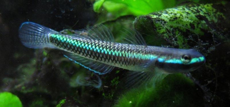 Stiphodon Semoni - Goby Neon Azul