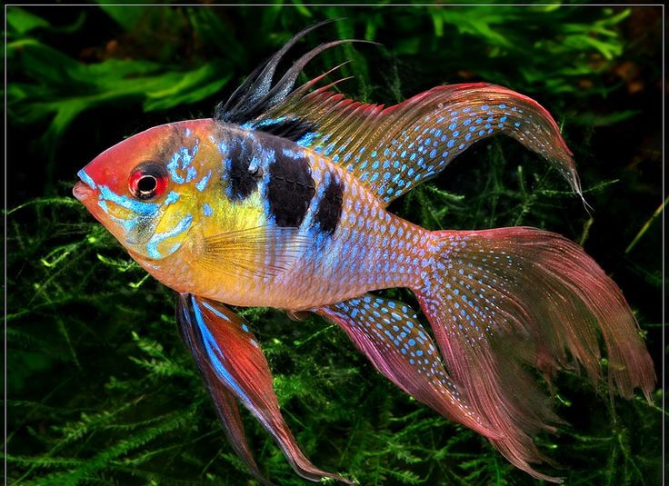 Ramirezi German Blue Long Fin 3,5-4,5cm