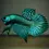 Miniatura: Betta Alien Green ( macho )