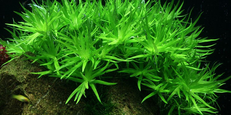 Heteranthera zosterifolia